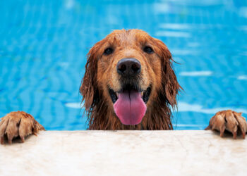 De viaje con nuestras mascotas