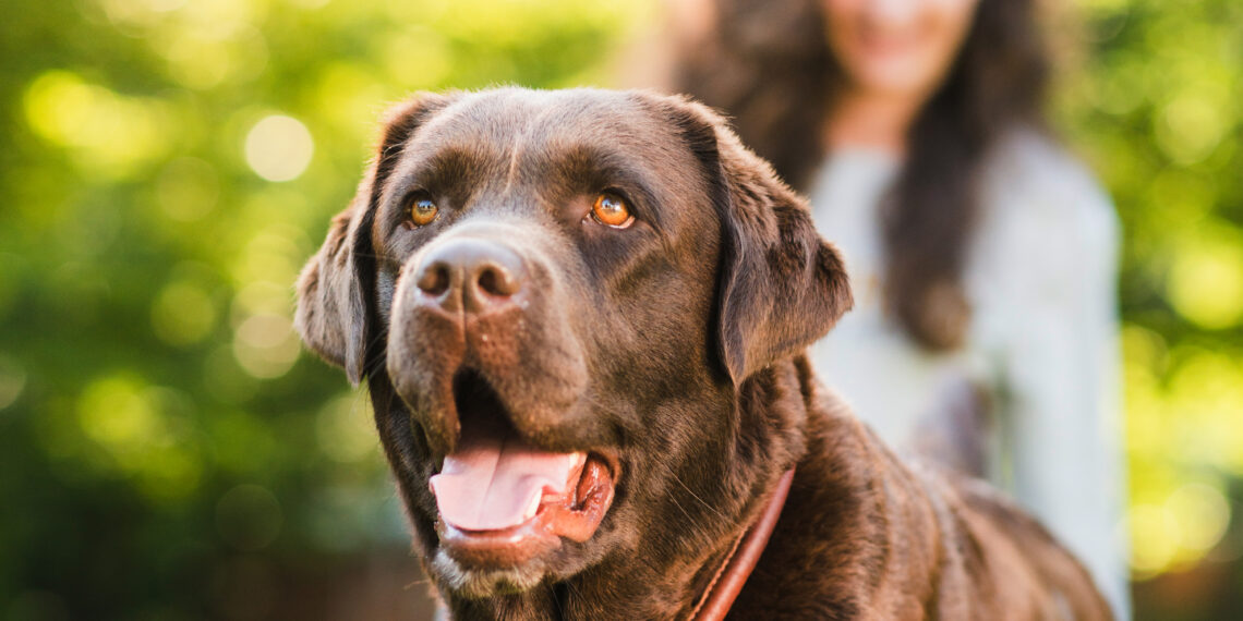 El gen responsable de la obesidad, el mismo en labradores y humanos