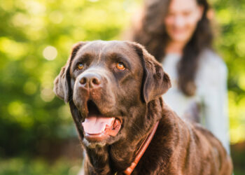 El gen responsable de la obesidad, el mismo en labradores y humanos
