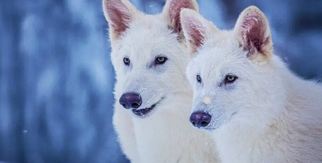 El lobo gigante y la problemática de la desextinción