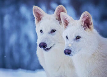 El lobo gigante y la problemática de la desextinción