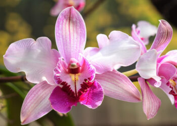 Reina de las flores: la orquídea ideal florece en tierras panameñas