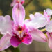 Reina de las flores: la orquídea ideal florece en tierras panameñas