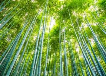 Del bambú gigante a un recurso para sanar el planeta