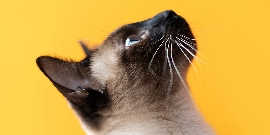 Los gatos también recuerdan tu olor y así te reconocen tus compañeros felinos