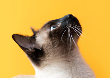 Los gatos también recuerdan tu olor y así te reconocen tus compañeros felinos