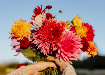 Flores, música y diversión, ¡Todo lo que debes saber del Festival de las Flores en Aibonito 2025!