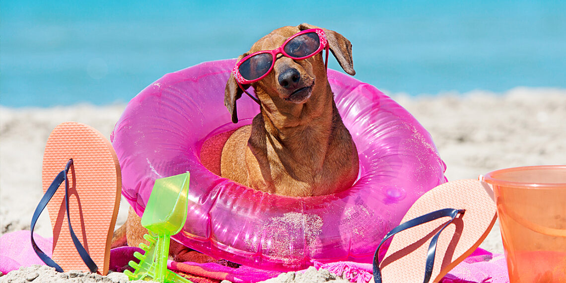 Cuida a tu mascota del calor extremo este verano