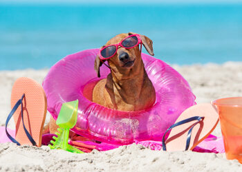 Cuida a tu mascota del calor extremo este verano