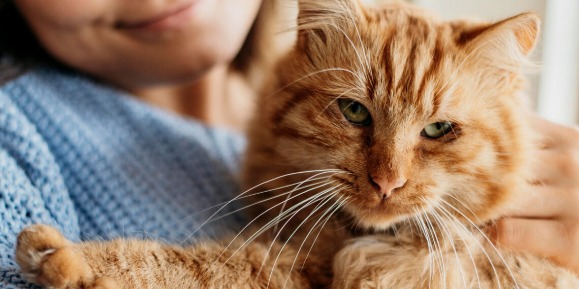 Así impacta en nuestro cerebro tener un gato como mascota