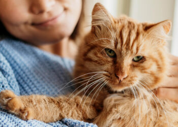 Así impacta en nuestro cerebro tener un gato como mascota