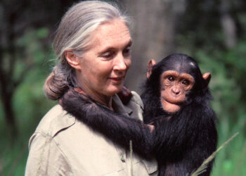 Muere Jane Goodall la mujer que nos enseñó a entender a los chimpancés