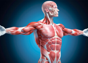 Los músculos ‘hablan’ con todo el cuerpo: la revolución científica que cambia la visión del ejercicio