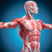 Los músculos ‘hablan’ con todo el cuerpo: la revolución científica que cambia la visión del ejercicio