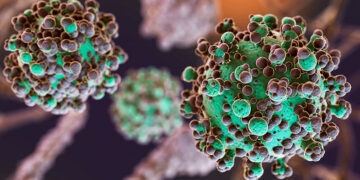 Hantavirus: lo que sí se sabe del virus que ha generado alarma tras un brote en un crucero