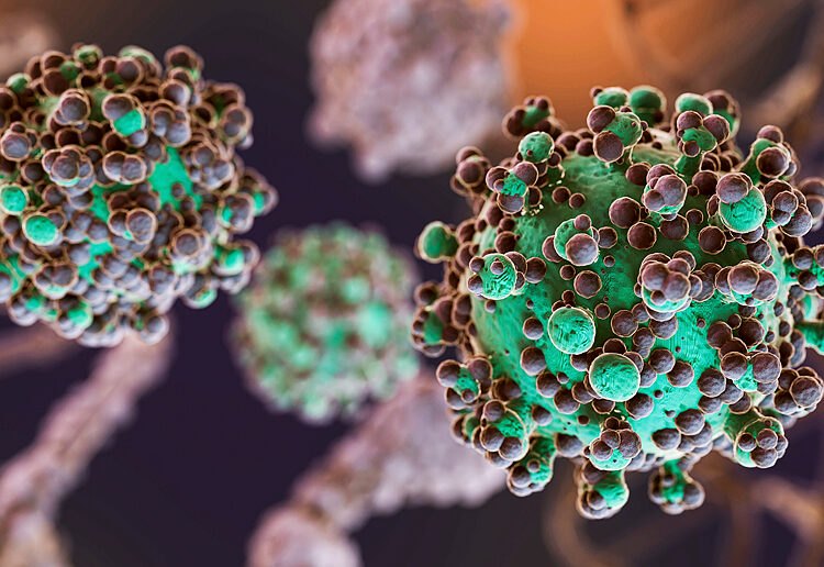 Hantavirus: lo que sí se sabe del virus que ha generado alarma tras un brote en un crucero