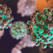Hantavirus: lo que sí se sabe del virus que ha generado alarma tras un brote en un crucero