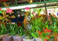 Aibonito vuelve a florecer con la edición 56 del Festival de las Flores