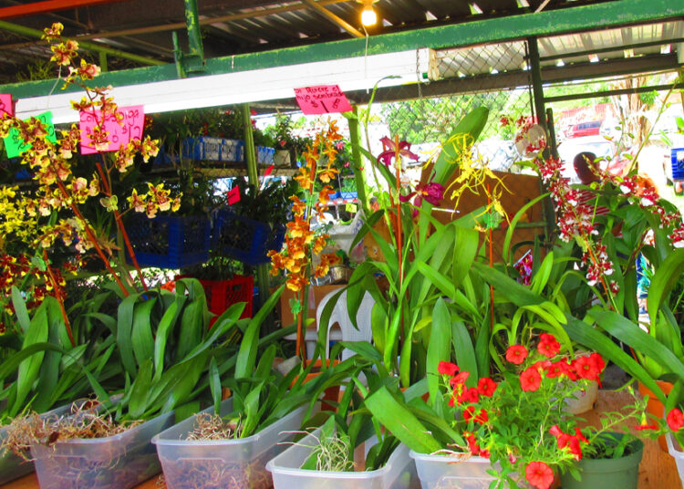 Aibonito vuelve a florecer con la edición 56 del Festival de las Flores