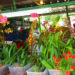 Aibonito vuelve a florecer con la edición 56 del Festival de las Flores