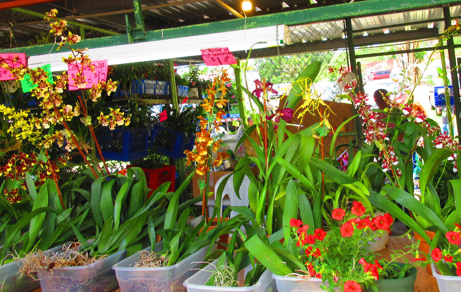 Aibonito vuelve a florecer con la edición 56 del Festival de las Flores